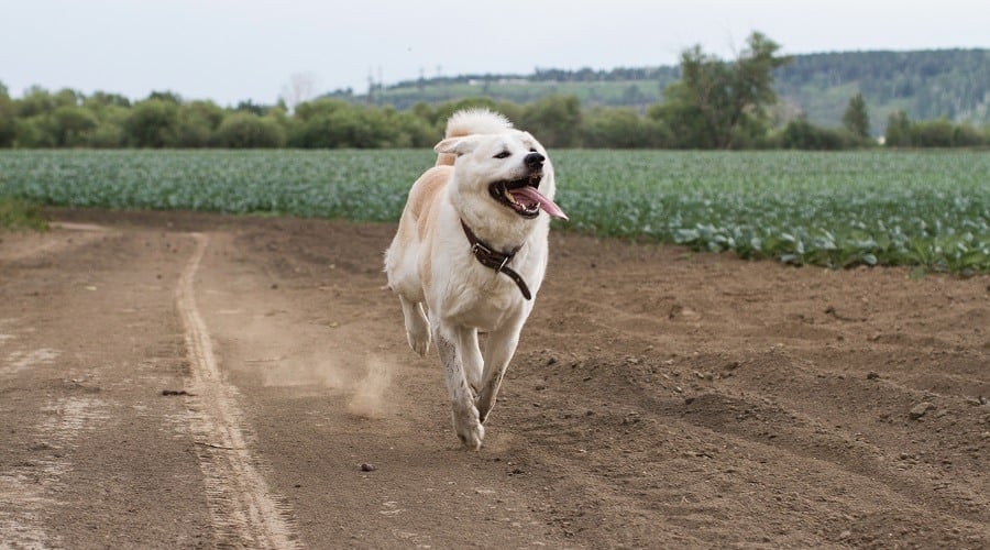 Akita Inu