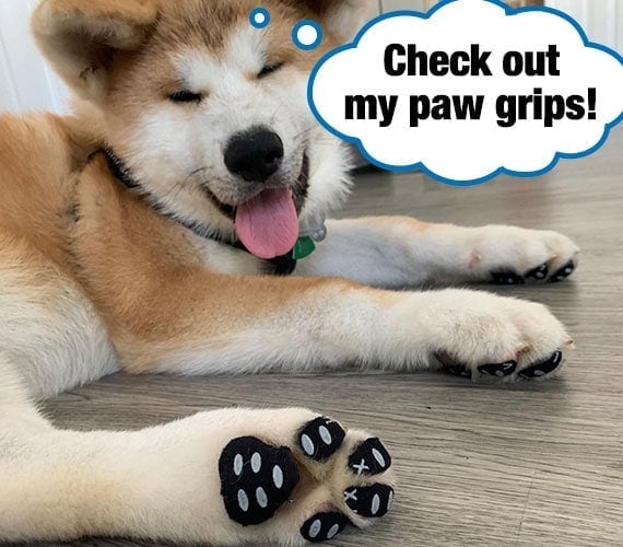 Akita Inu showing the adhesive paw grips stuck to the bottom of his feet while laying on hardwood floor