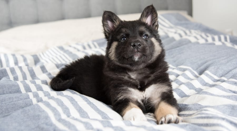 Akita Malinois