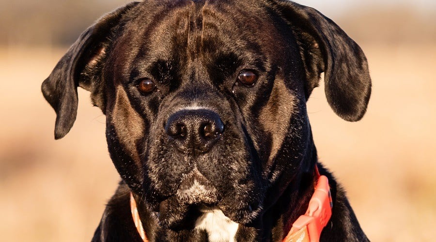 Akita Mastiff Mix