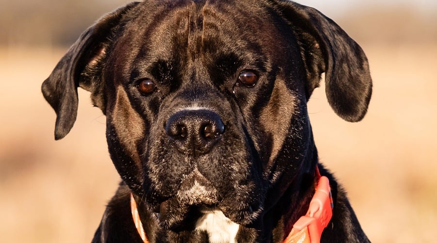 Akita Mastiff
