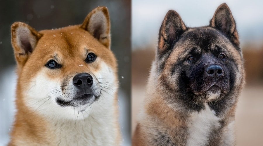 Akita Next to Shiba Inu