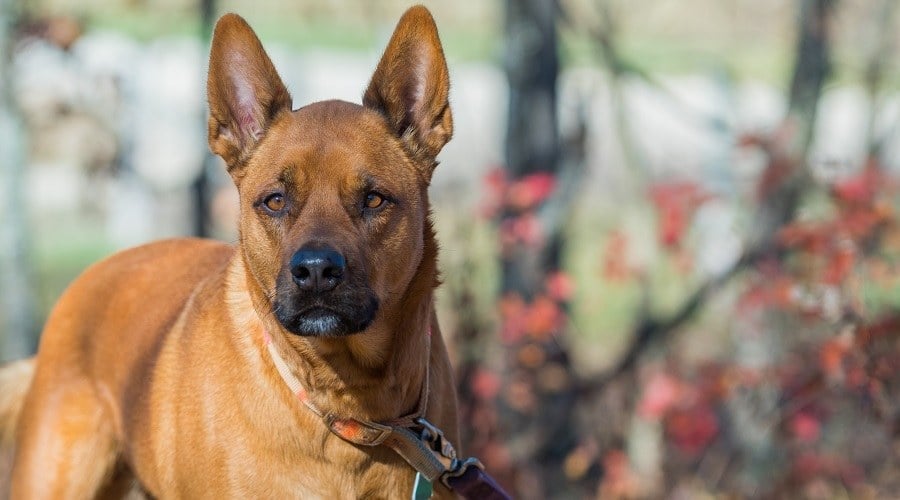 Akita Pitbull