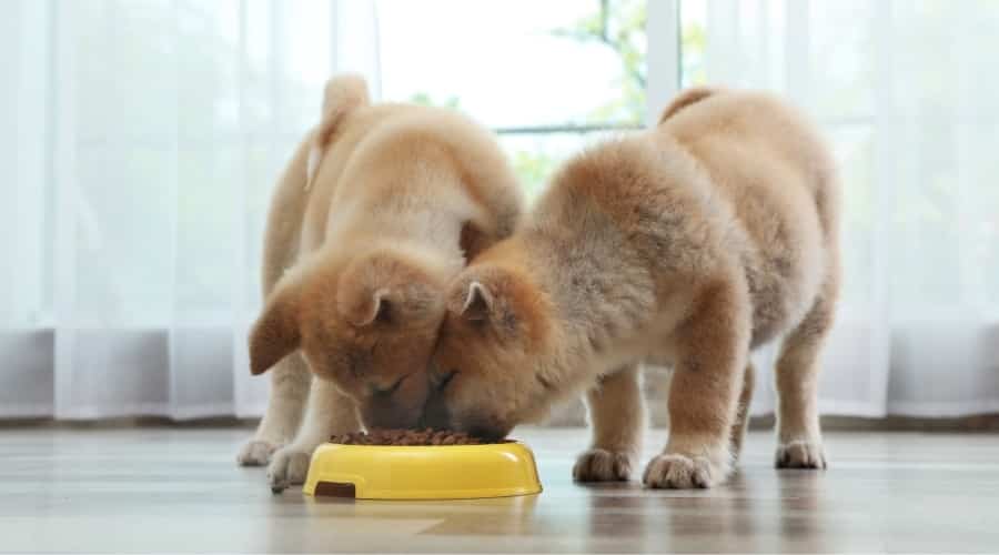 Two Akita puppies eating out of the same bowl of food.