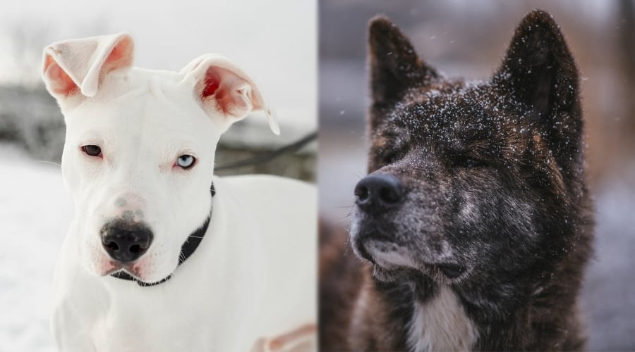 Akita and PItbull in Snow
