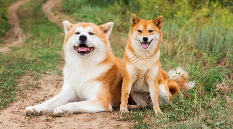 Akita and Shiba Inu in Field
