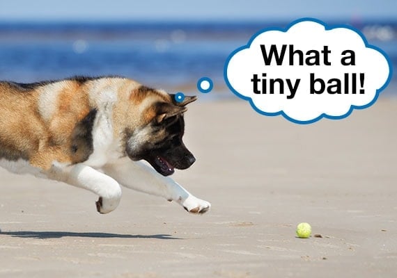 Akita dog chasing tennis ball on sandy beach
