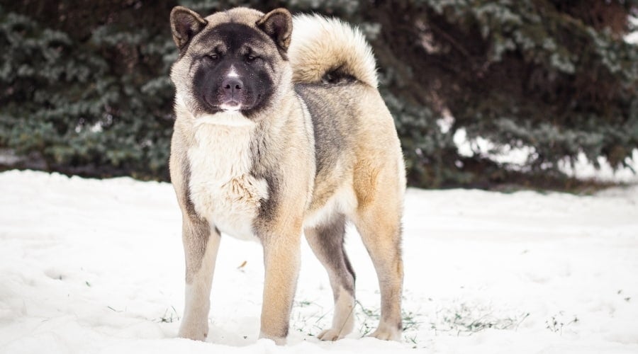 Akita in Snowy Forest