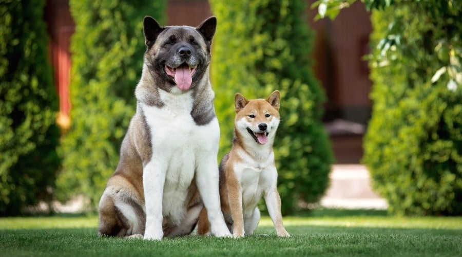 A Shibu Inu and Akita sitting together in the grass.