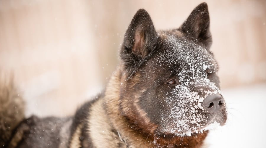 Akitas in Snow