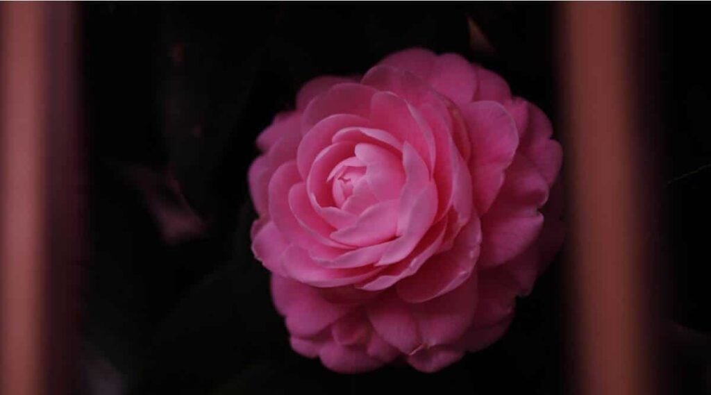 Camellia