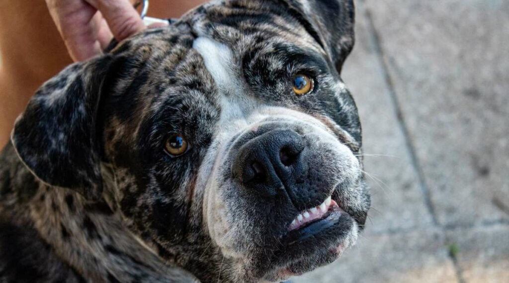 Alapaha Blue Blood Bulldog face up close.
