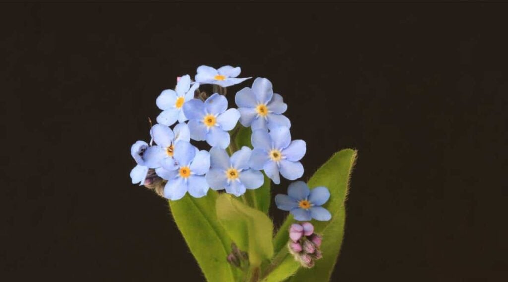 Forget-Me-Not