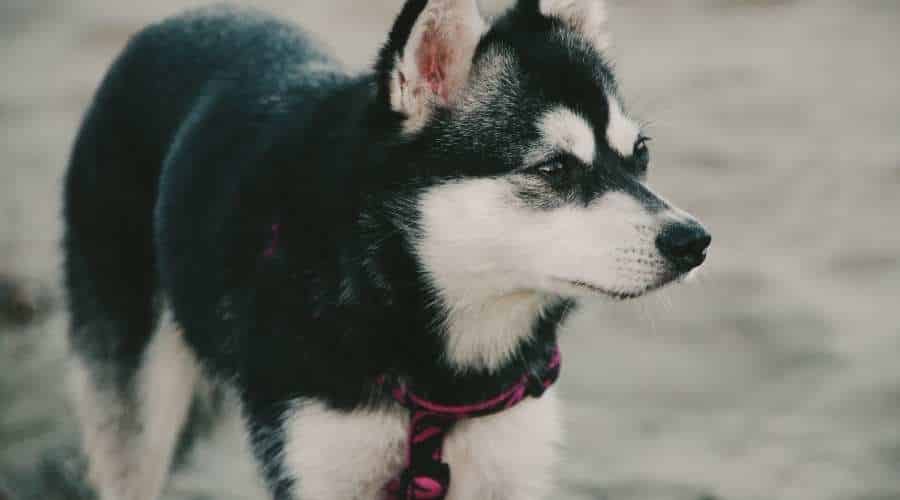 Alaskan Klee Kai