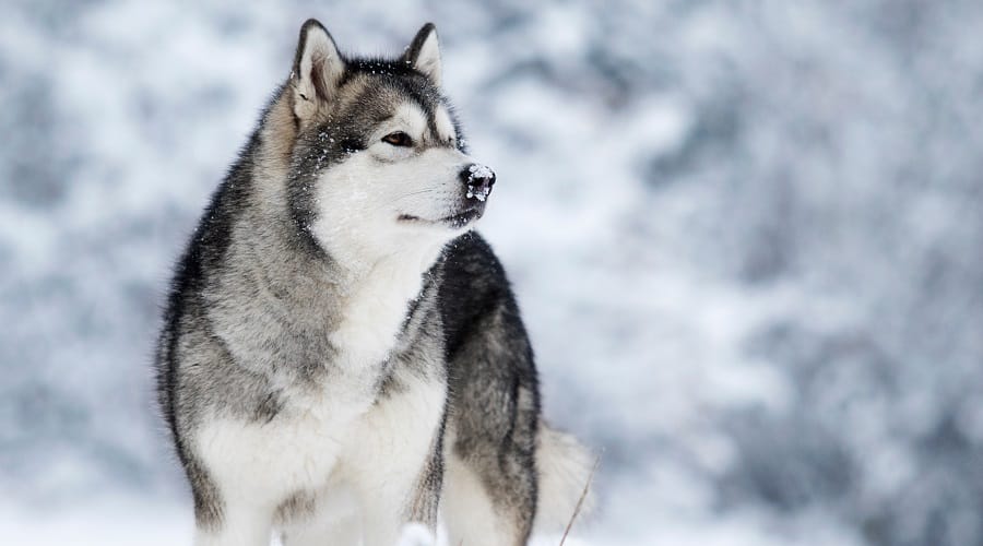 Alaskan Malamute Dog