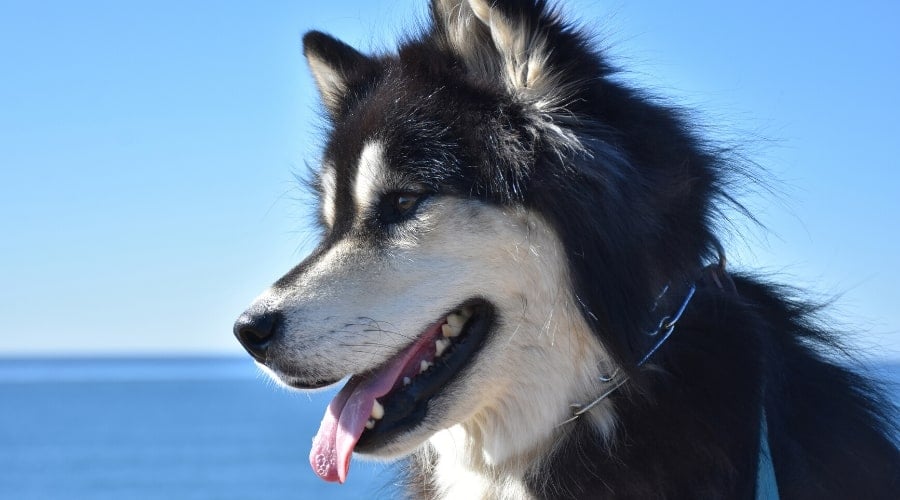 Alaskan Malamute Husky Mix