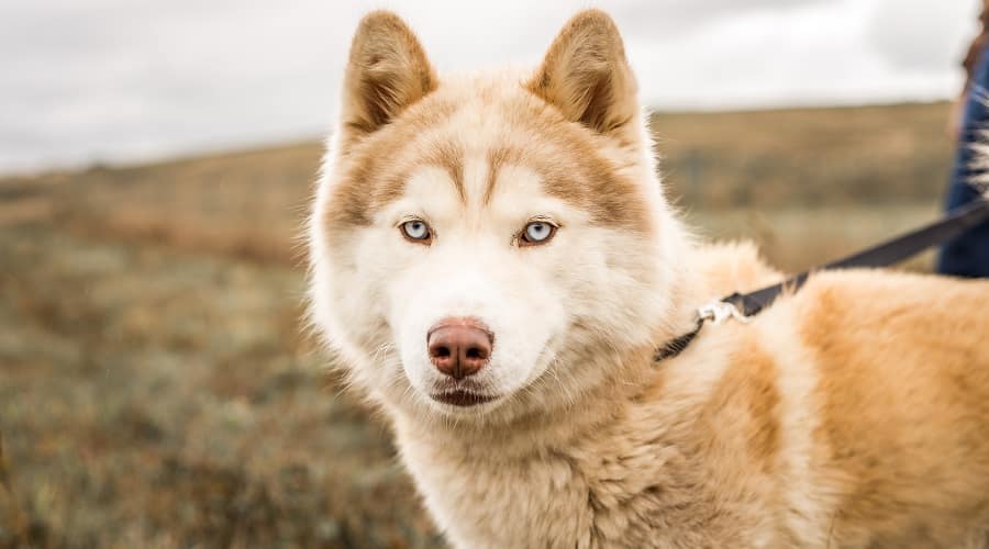 Alaskan Malamute Husky Mixed Breed