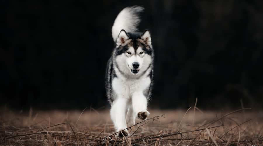 Alaskan Malamute Playing