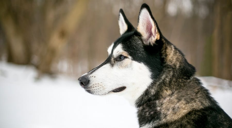 Alaskan Malamute Siberian Husky Mix