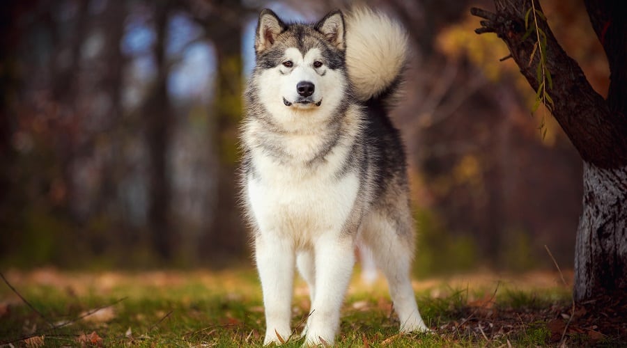 Alaskan Malamute in Field