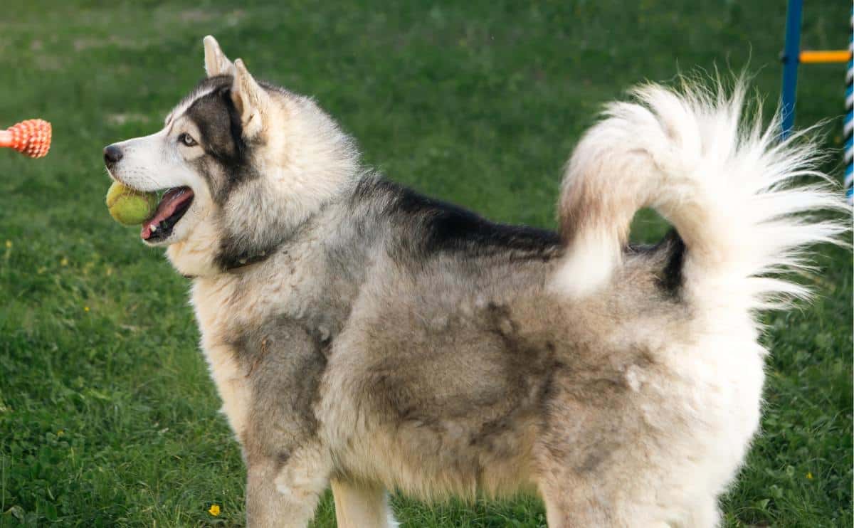 Alaskan Malamute outside with bone