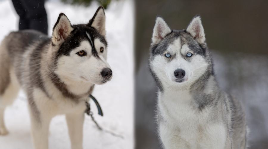 Cute Wolf Like Puppies