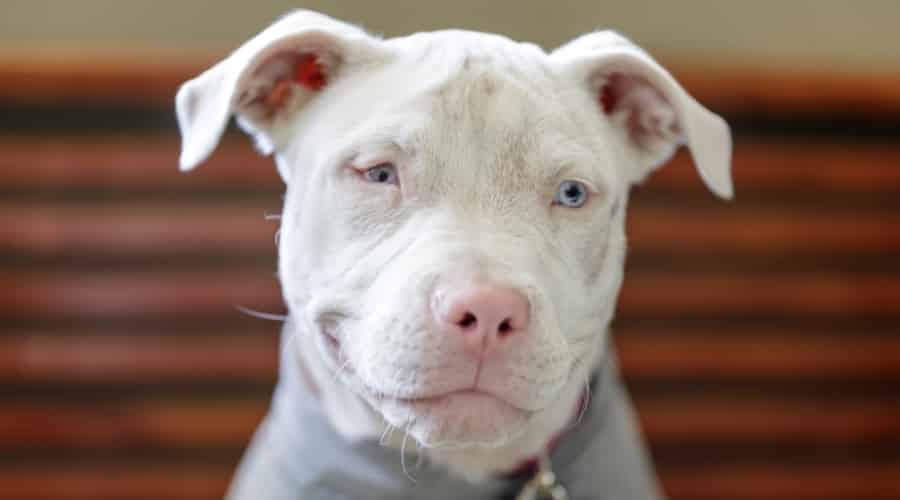 Albino Pitbull Terrier face up close.