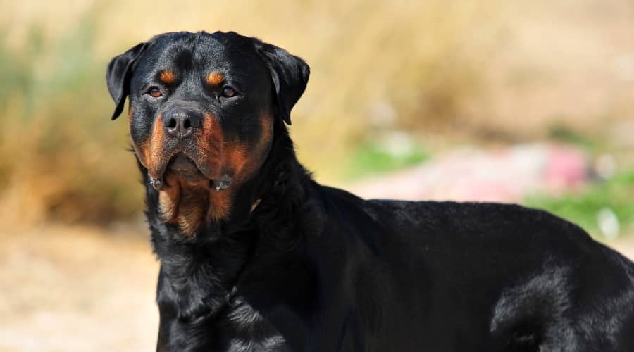 Alert Rottweiler
