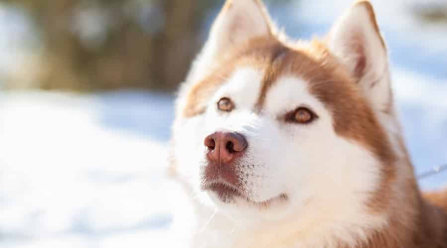 Alusky Grooming
