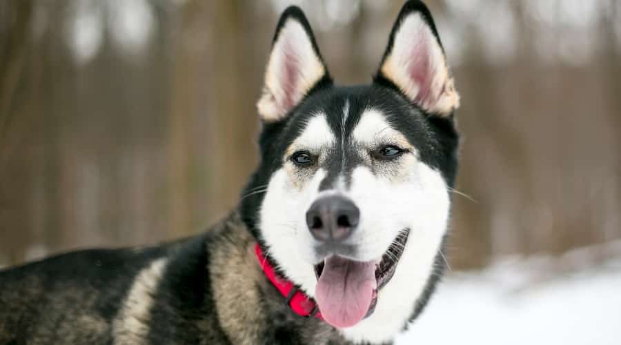 Alusky Living Conditions
