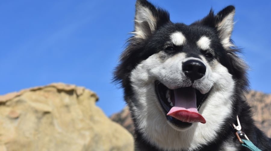 Alusky Mix