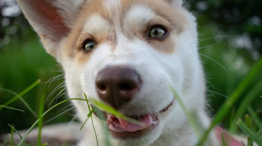 Alusky Puppies