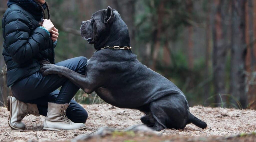 Ambullneo Mastiff kneeling at owner pawing on their knee outside.