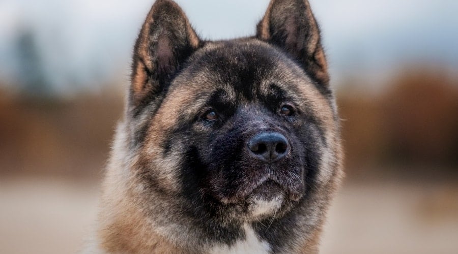 Akita dog face up close.