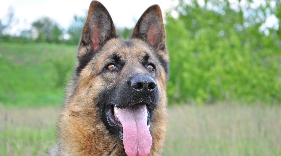 American Alsatian Outdoors
