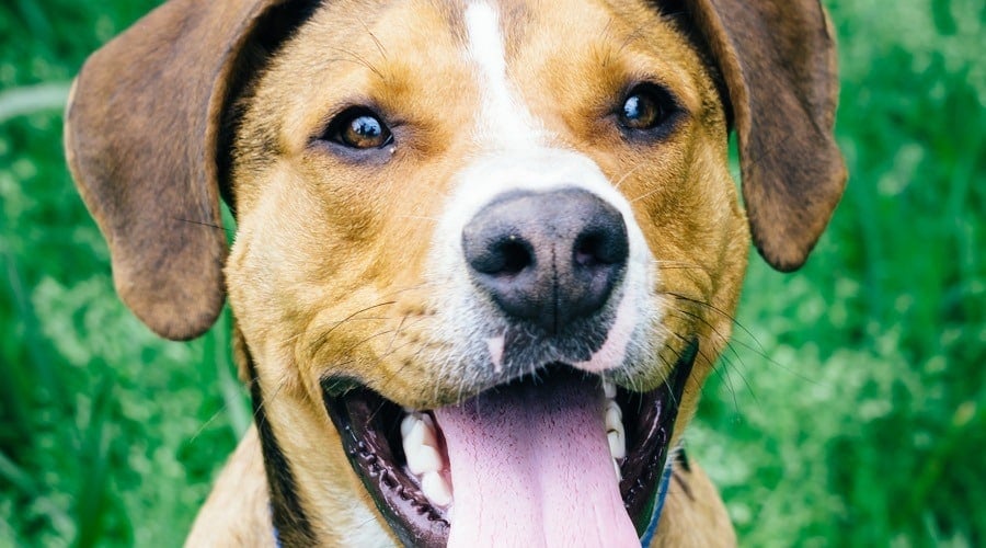 American Bull Dane