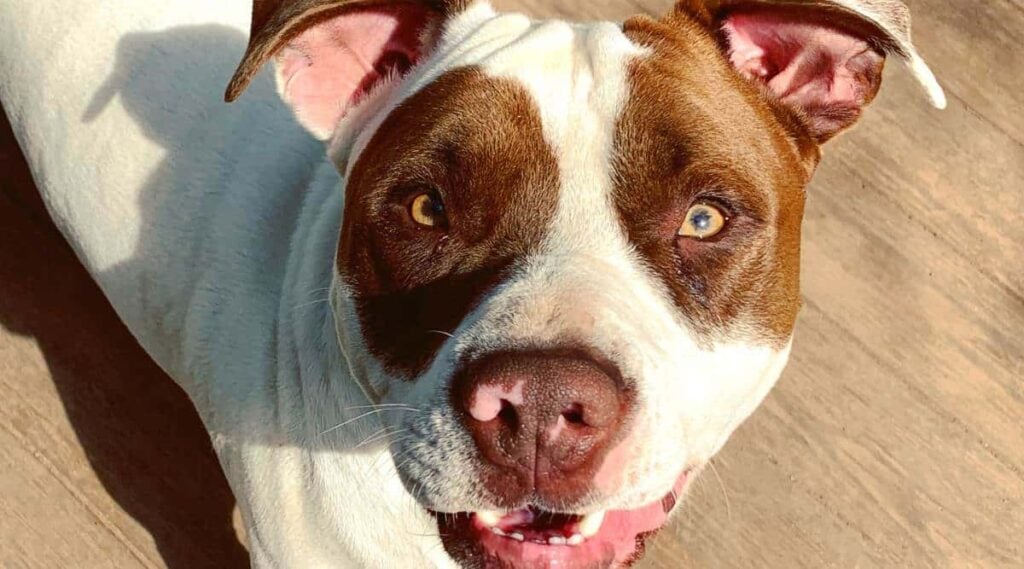 American Bulldog Pitbull Mix Breed face close up looking at camera