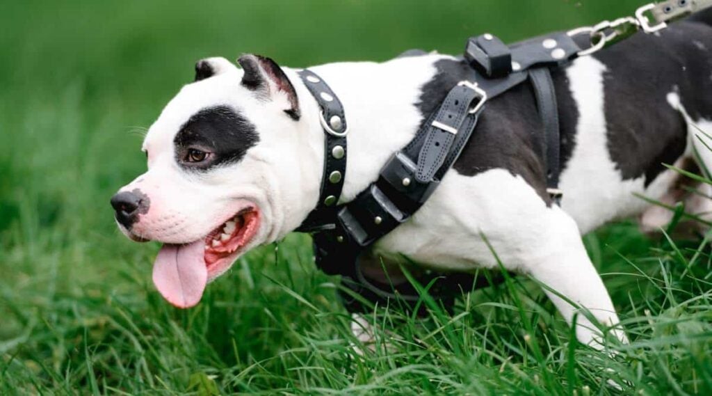 American Bulldog pulling on a leash in the grass.