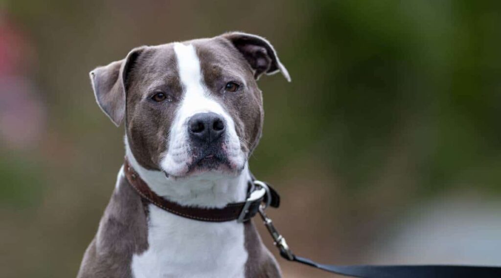 American Bulldog Pitbull Mix Breed sitting outside