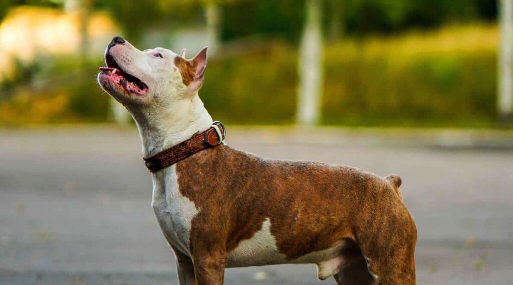 American Bulldog Pitbull Mix Breed standing outside looking up