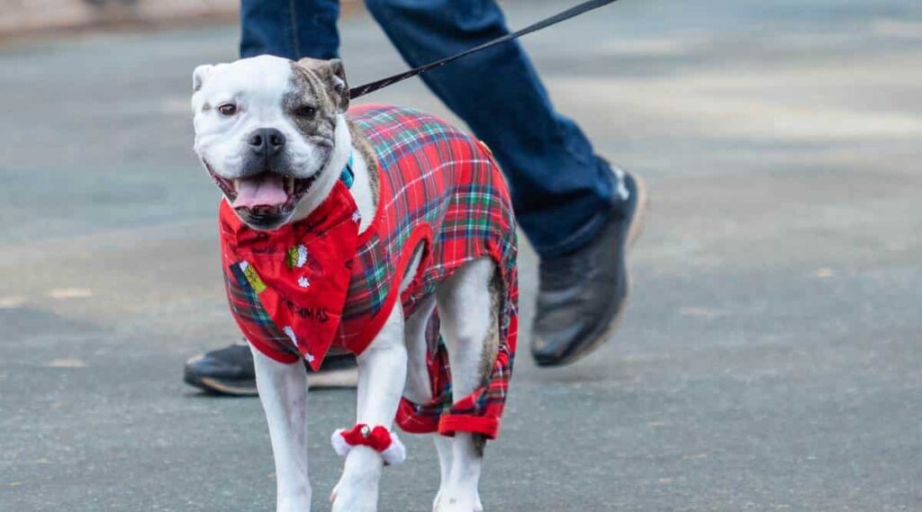 American Bulldog Pitbull Mix Breed wearing jacket on a walk