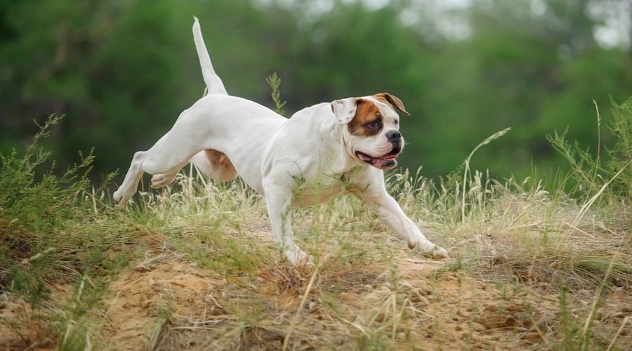 American Bulldog Running Outdoors