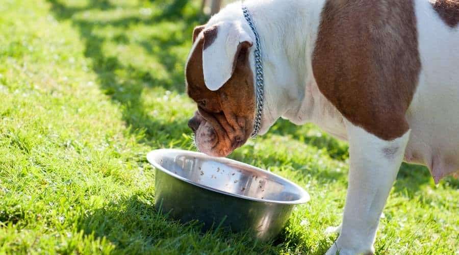 American Bulldog eating out of bowl outside