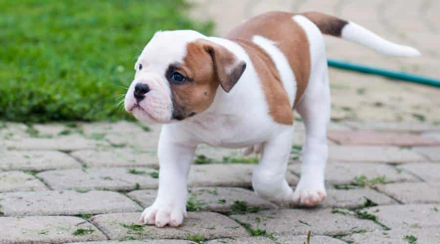 American Bulldog puppy walking outside