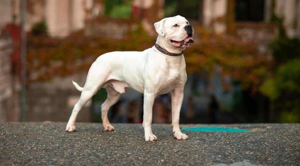 American Bulldog standing outside