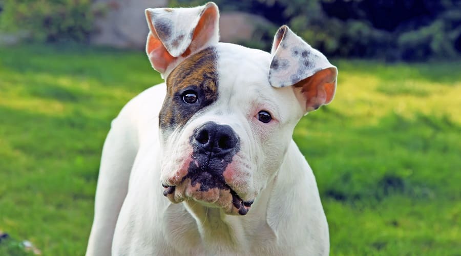 American Bulldog with Spots