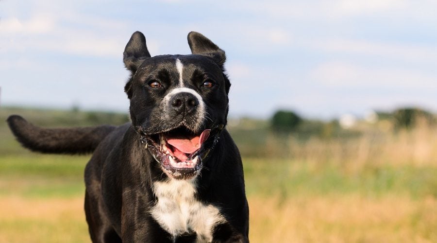 American Bullweiler