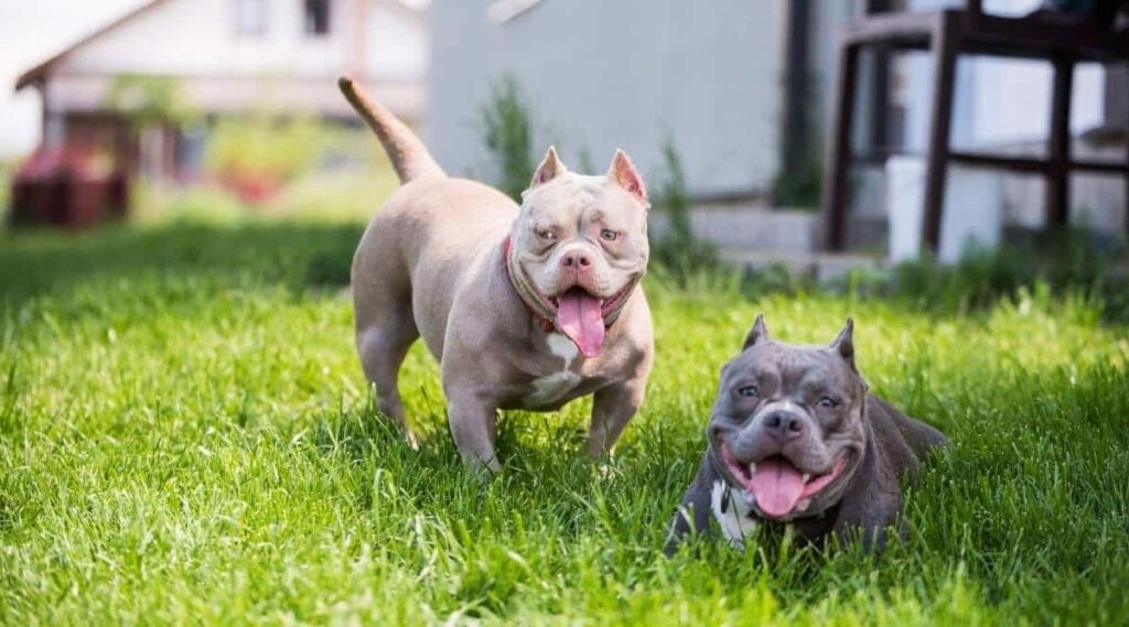 American Bully dogs in grass