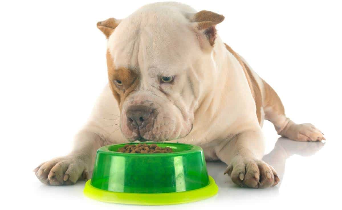 Best Dog Food For The American Bully Canine Journal