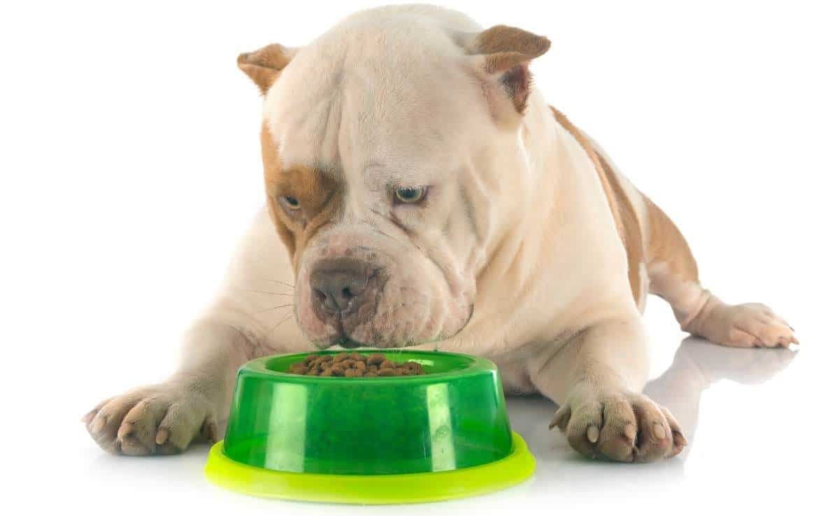 American Bully eating dog food out of a bowl